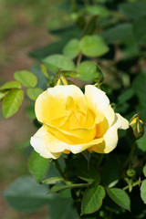 黄色いばら「伊豆の踊り子」の花のアップ