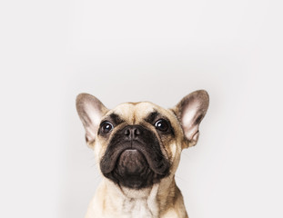 A portrait of a French bulldog puppy on a white or grey background
