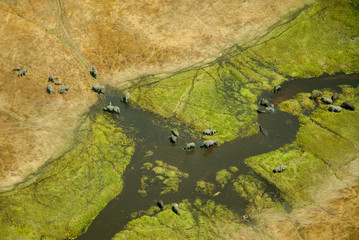 Aerial view of Elephants (Loxodonta africana) in the Okavango Delta in Botswana.