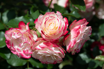 赤と白のばら「ジュビレデュプリンスドゥモナコ」の花のアップ