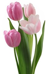pretty tulips close up