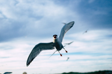 Incoming