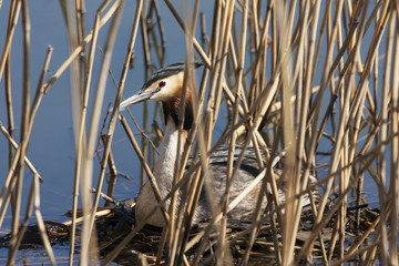 Great crested grebe sitting on nest in reeds. Cute colorful waterbird. Bird in wildlife.