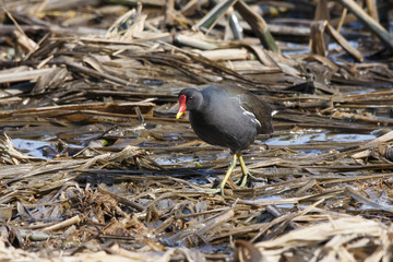 Common moorhen walking on old reeds on coast of pond. Cute colorful waterbird. Bird in wildlife.