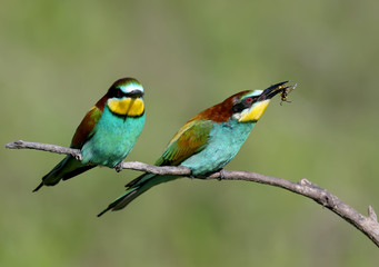 Fototapeta na wymiar Two European bee-eaters sits on an inclined branch on a blurred green background in bright sunlight. One bird hold a bee in its beak