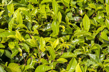 Fresh young green tea sprout on tea bush at plantation.