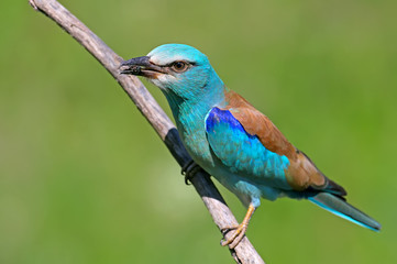 One European roller sits on a branch  against nice green  blurred background. Unusual close up and detailed photo