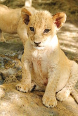 baby lion