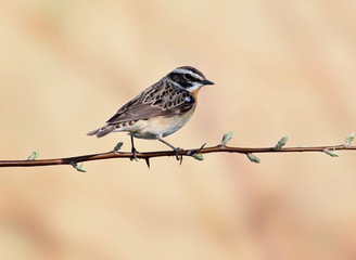 The whinchat (Saxicola rubetra) male sits on a horizontal branch on a blurry beige background