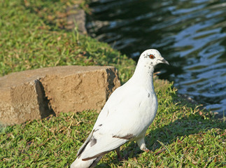 Bird standing on green grass  near the river