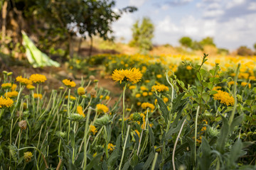 Obraz premium Beautiful Natural Yellow Flowers in The Garden