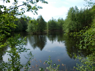 Лесное озеро