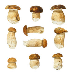 Macro - Collection of Boletus edulis ( king bolete ) isolated on white background, (high resolution)
