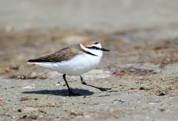 A male Kentish plover (Charadrius alexandrinus) with a ring on his paw runs along the sand on a bright sunny day