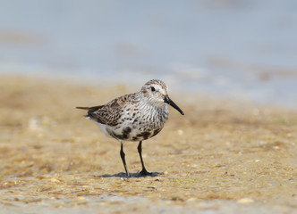 A dunlin in winter plumage stands on the sand and posing me.