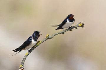 Two barn swallow quarrel on a branch on a blurry beige background