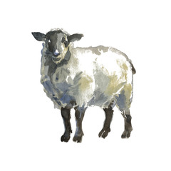 The sheep portrait