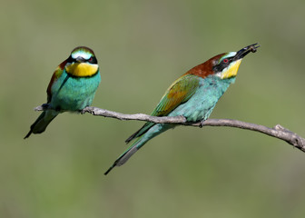 Fototapeta premium Two European bee-eaters sits on an inclined branch on a blurred green background in bright sunlight. One bird hold a bee in its beak