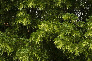 Tilleul, Tilia vulgaris