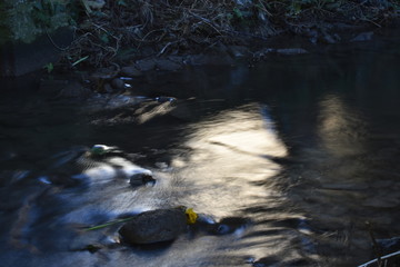 Daffodil Trapped in Flowing Stream