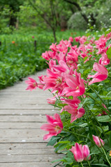 Colorful tulips flowers blooming in the garden along the wooden flooring