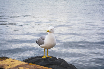 seagull by the beach against natural blue water background.