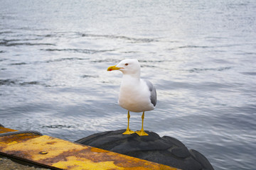 Obraz premium seagull by the beach against natural blue water background.