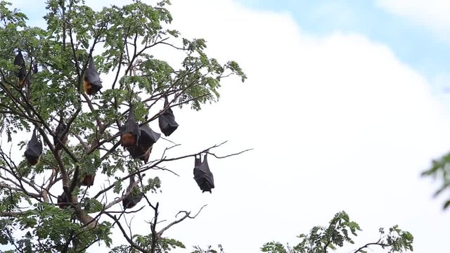 Pteropus lylei Bats on tree footage video