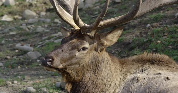 Young male deer turns to face camera - tick growth on back