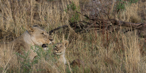 lioness and cub