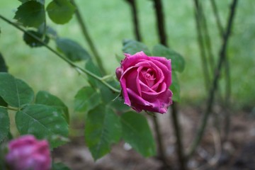Magenta Rose Garden
