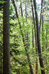 Crooked tree trunks in a coniferous forest.