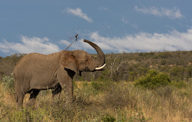 Obraz premium Elephant dust bath