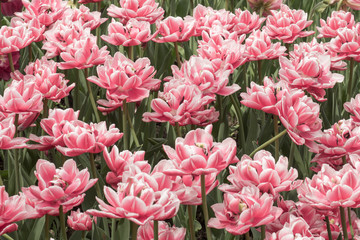 Colorful tulips flowers blooming in a garden