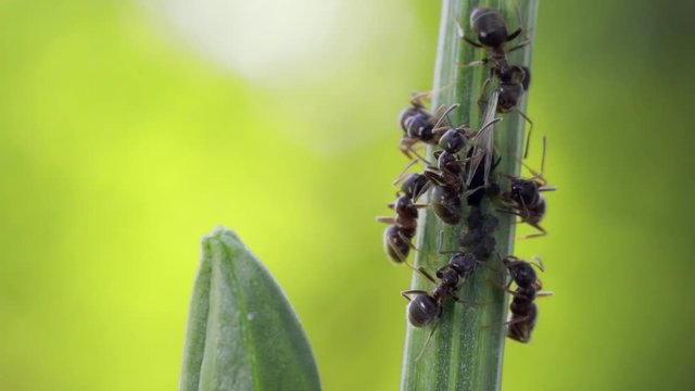 group of ants and aphids on a plant. One ant is holding the matured aphid down so it wouldn't fly away