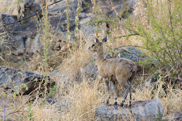 Klipspringer