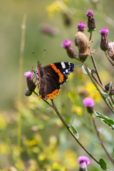 Admiral, Pyrameis atalanta auf einer grünen Wiese, Schmetterling im Frühling.