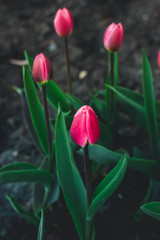 Hot pink tulps