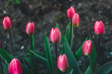 Hot pink tulps