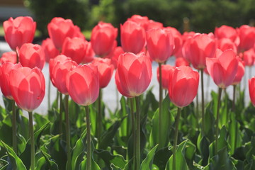 Tulip Flower Image