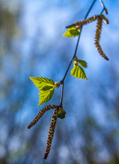 the first green leaves of a birch with seeds