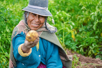 Old native american woman wearing authentic aymara clothes and showing fresh potato.