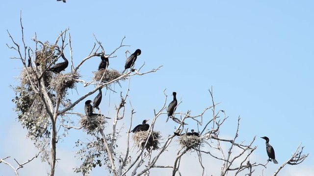 HD Video of double crested cormorants nesting in the top of tree with no leaves, wind blowing branches.