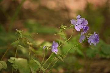 Purple Flowers
