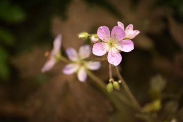Pink Flower