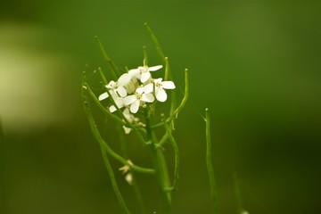 White Flower Green Stem