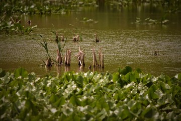 Water with plants and animals