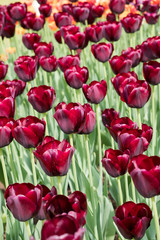 Colorful black tulips flowers blooming in a garden