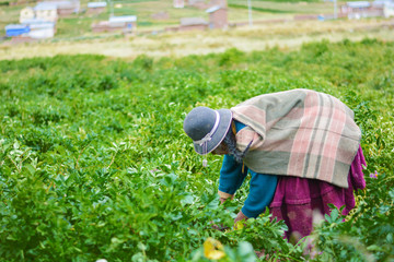 Old native american woman wearing authentic aymara clothes on the field of potatoes.