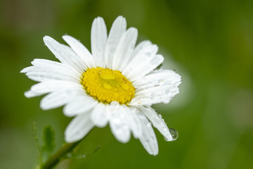 Obraz premium Margeriten-Blüte - Leucanthemum vulgare - mit Morgentau